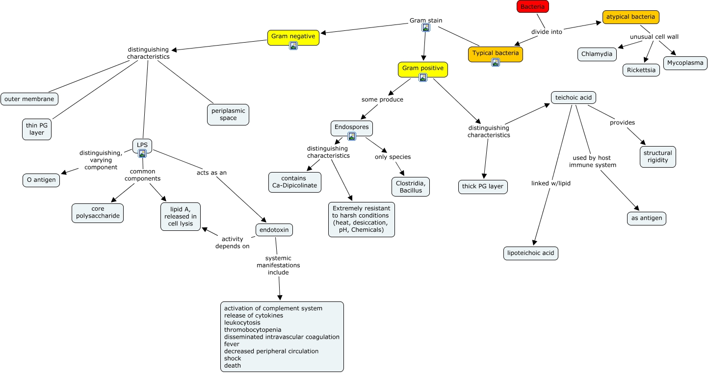 Bacterial Structure and Classification.cmap